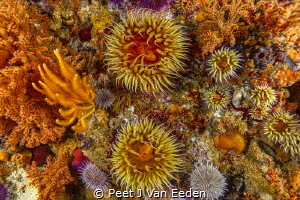 The rich and diverse marine life where two oceans meet by Peet J Van Eeden 
